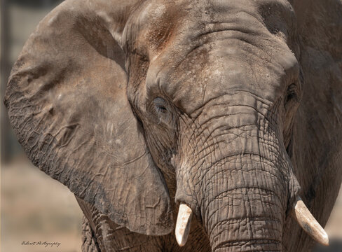 Close-up of an African Elephant's Head from the front