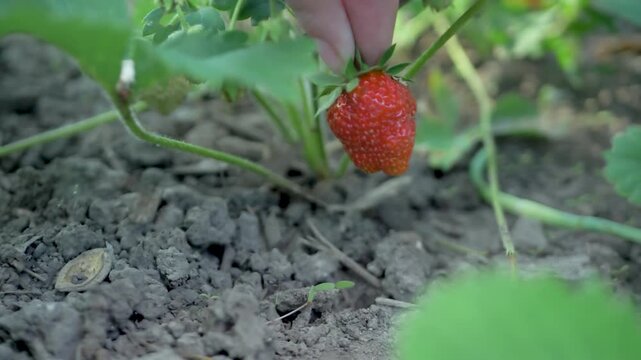 Manually harvest succulent strawberries on pesticide-free farm, prioritising sustainability. Healthy ecosystem free from synthetic chemicals, ensuring customers's health and enjoyment. Garden pruner