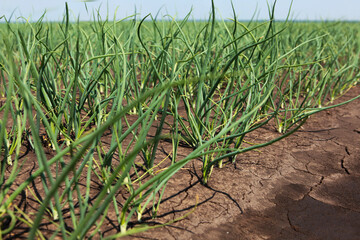 Beds with young green onions. Green onion plantation. Fresh harvest of green onions. Harvesting in...