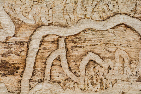 Tree Damage from the Emerald Ash Boring Beetle