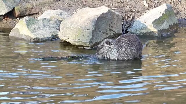 small nutria in the zoo, large nutria in river water