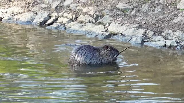 nutria on the riverbank in a park in Prague