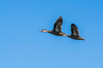 Obraz premium White cheeked Pintail, Anas bahamensis, La Pampa, Patagonia , Argentina.