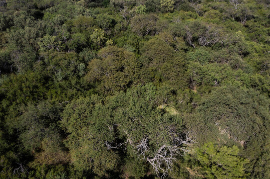 Calden Forest , La Pampa Province, Patagonia, Argentina