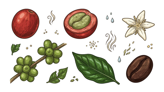 Illustration of coffee cherry, flower, leaf and bean stages on white background, showing natural production journey from plant to roasted bean