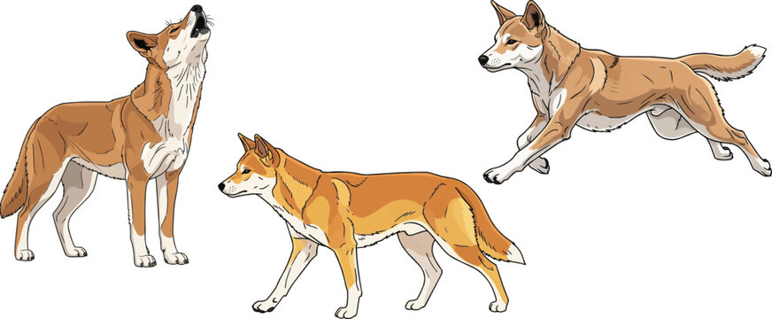 Dingo dog walking side view running howling pose set