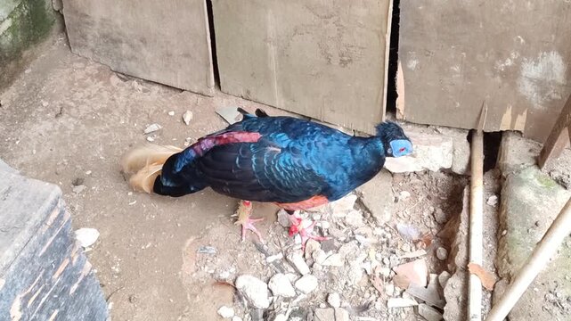 A male Crested Fireback (Lophura ignita) with vibrant blue plumage and red facial skin searches for food on the ground
