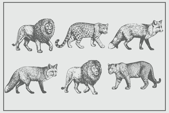 engraving style lion, fox, tiger illustration. Vintage animal set for creative design. lion king set illustration ink sketch. Eps 10