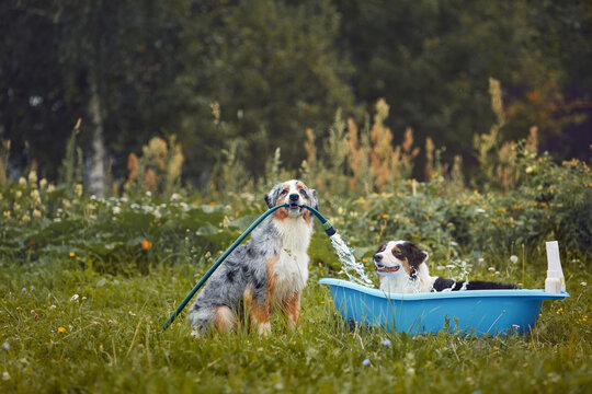 Funny Australian Shepherd holding garden hose to wash another dog in blue tub outdoors. Pet hygiene, grooming and garden fun concept. Summer dog bath scene with water splashes and shampoo bottles