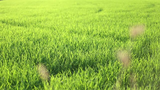 Scenic of green rice field, fresh green grass swaying in the wind