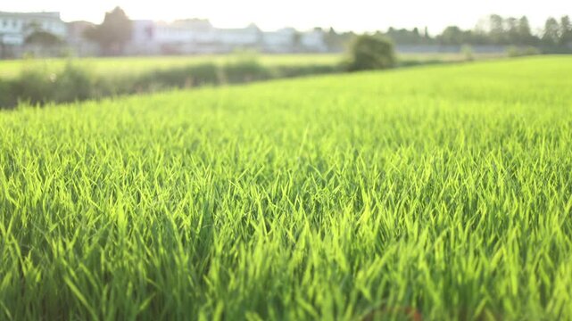 Scenic of green rice field, fresh green grass swaying in the wind