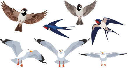 Fototapeta premium collection of birds