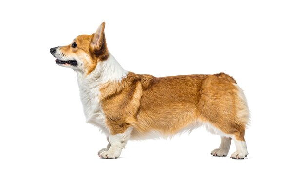 Side view of corgy dog on the white background