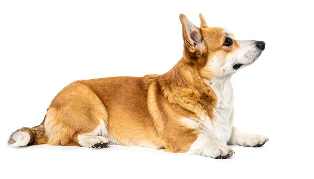 Side view of corgy dog on the white background