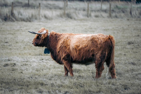 View of a majestic Highland cow stands proudly in a field of muted greens and browns, its shaggy coat a vibrant contrast, Scotland, United Kingdom.