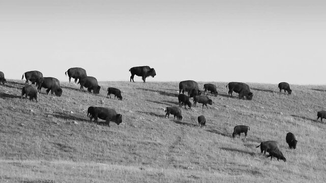 Herd of buffalo in Alberta, Canada. Black and white. HD.