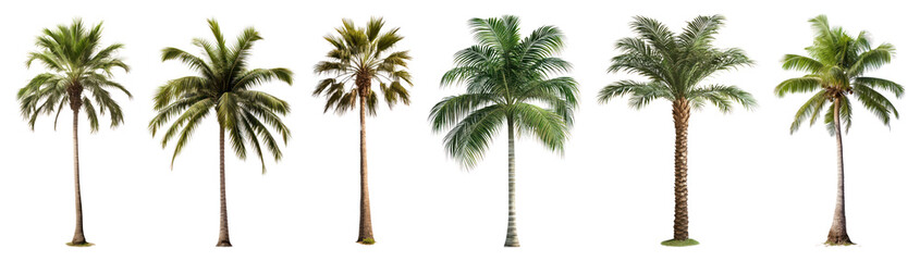 Obraz premium PNG Tropical palm trees collection on transparent background