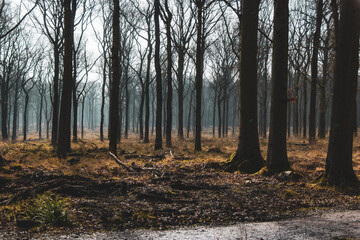 Fototapeta premium mysterious forest in autumn