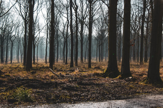 mysterious forest in autumn
