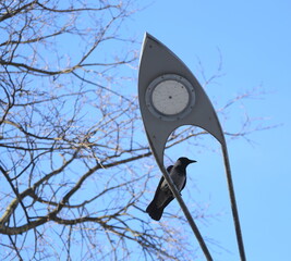 Fototapeta premium A crow is sitting on a streetlight near the bare branches of a tree