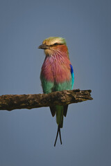 Lilac-breasted roller watching camera from dead bough