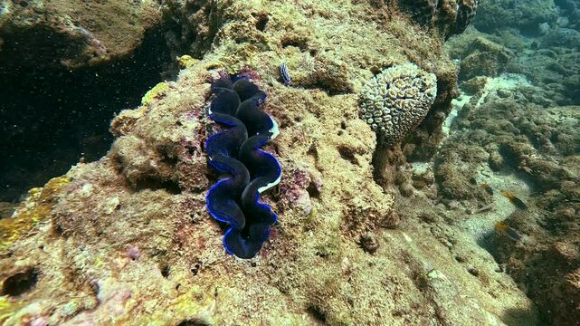 Underwater discovery of a vibrant blue clam tridacna nestled among rich coral formations and diverse species in a tranquil tropical reef