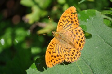 Obraz premium Butterfly rests on green leaves in a garden during daylight hours, showcasing its orange wings with black spots