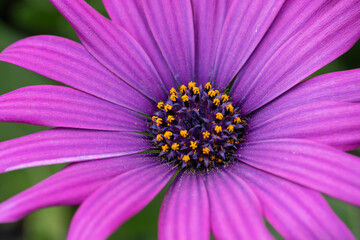 Fototapeta premium Macro of a Osteospermum ecklonis - Purple Daisy with great Details and Yellow Highlights