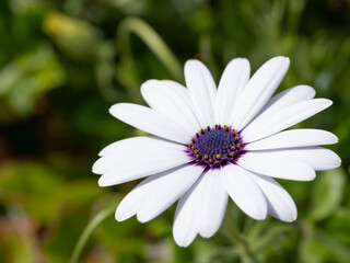 Fototapeta premium Macro of a Osteospermum ecklonis - White Daisy with great Details and Purple Highlights