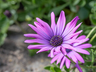 Obraz premium Macro of a Osteospermum ecklonis - Purple Daisy with great Details and Yellow Highlights