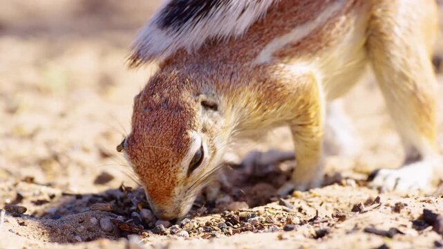 African ground cape squirrel sniffing the soil in search of his food