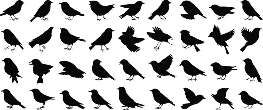 Bird silhouette collection, flying perched standing birds, diverse species shapes, ornithology study reference, wildlife illustration design, artistic pattern recognition set