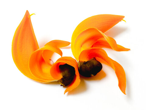 Two Butea monosperma or Palash flower of South Asia. Isolated on white background. 