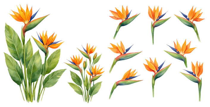A watercolor collection of bird of paradise flowers for tropical floral designs, botanical illustrations, summer decor, and exotic plant artwork.
