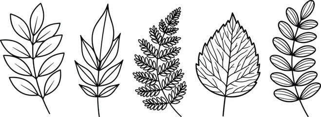 Botanical leaf line art collection featuring fern fronds, birch leaves, forest branches, elegant nature vector icons set for wedding decoration. © PaponKumar