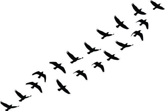 Flock of birds flying in V formation silhouette, migratory bird group isolated on white background, seasonal wildlife migration vector illustration,