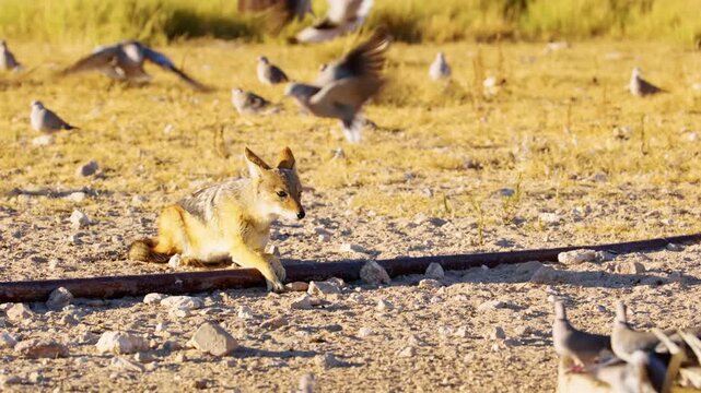 Slow motion footage of a cunning jackal trying to catch a bird in Savanah of Botswana Africa.