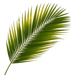 Obraz premium A vibrant green palm leaf against a dark background