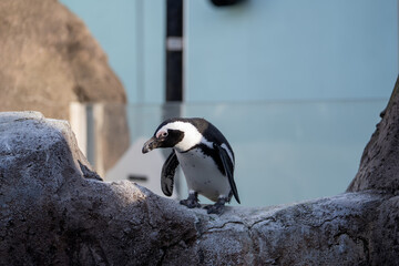 Obraz premium A penguin is standing on a rocky surface while holding a fish in its beak. It is in a zoo exhibit with clear blue backgrounds visible. Other penguins may be nearby.