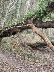 Obraz premium Curved tree trunk forming a natural arch in a quiet woodland forest. The twisted branches and leaning trunk create an unusual organic shape among fallen leaves and bare trees.