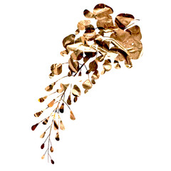 A delicate gold eucalyptus branch with leaves isolated on a transparent background © Anna