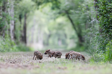 A litter of young striped piglets eating and playing while running in a forest alley. Sus scrofa, Sologne, Loiret 45, région Centre Val de Loire, France, European Union, Europe © Nature Emotion