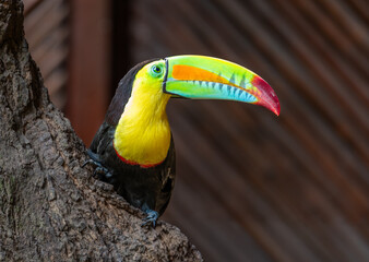 Keel-billed toucan (Ramphastos sulfuratus), also frequently called the rainbow-billed toucan spotted in Cartagena, Colombia