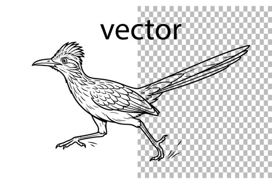 roadrunner bird running vector line art outline desert illustration wildlife drawing line drawing illustration drawing fast vector wildlife outline roadrunner mascot running  sketch line transparent 