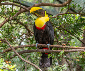 Fototapeta premium Yellow-throated toucan (Ramphastos ambiguus), Chestnut-mandibled subspecies (Ramphastos ambiguus swainsonii)