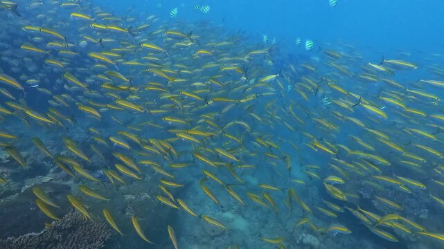 Observe a massive school of yellow Carangidae Selar boops fish swimming actively over a colorful coral reef in clear blue tropical ocean water during a serene dive
