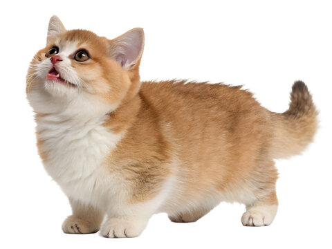 munchkin kitten is standing on a transparent background