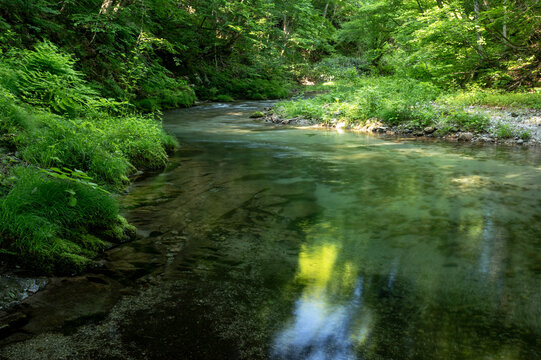初夏の光が差し込む湯ノ岐川の清流と眩しい新緑の渓谷風景