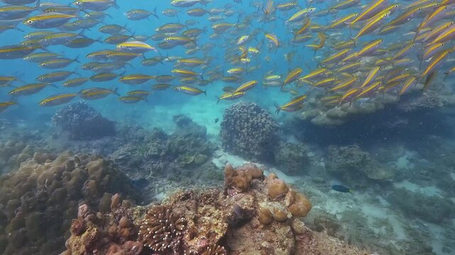 A large school of yellow Carangidae Selar boops fish with stripes glides effortlessly over a diverse coral reef. Clear blue water surrounds the vibrant marine life
