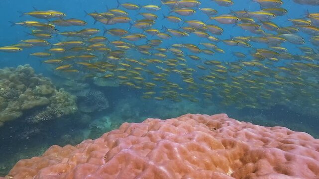 Large school of small yellow Carangidae Selar boops fish gracefully swims over diverse coral formations. Experience vibrant marine life in a healthy tropical underwater ecosystem